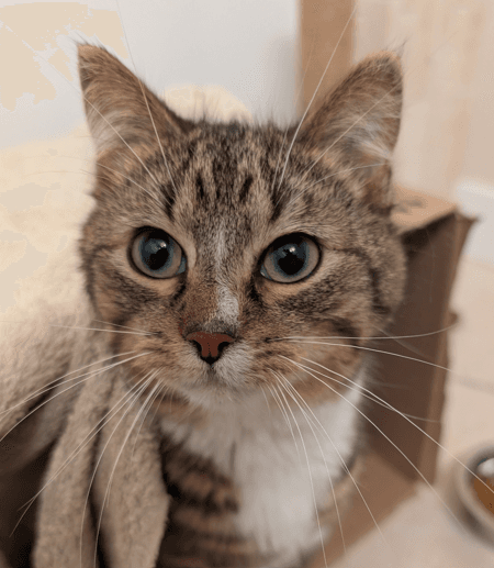 BURRITO - Domestic Short Hair cat available for adoption at AARCS in Calgary