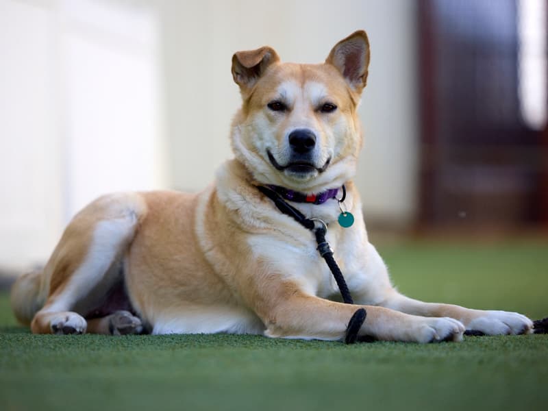 CANDIE - Alaskan Husky Mixed available for adoption at AARCS in Calgary