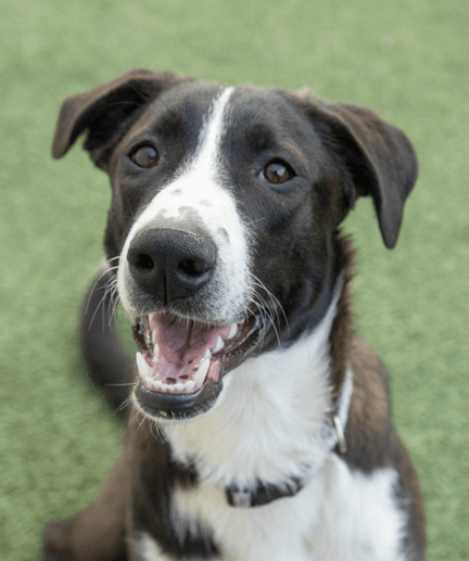 CHEVY - Shepherd Mixed available for adoption at AARCS in Calgary