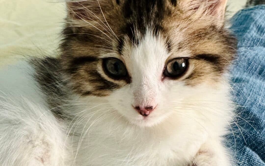 CHEWIE - Domestic Medium Hair cat available for adoption at AARCS in Calgary