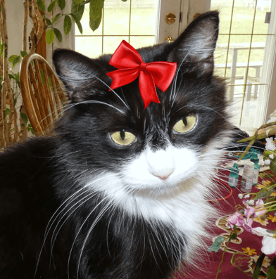 CHIKA - Domestic Medium Hair cat available for adoption at AARCS in Calgary