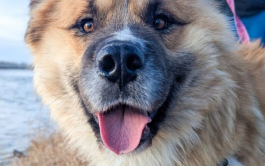 Chubbs - Rough Collie Mix available for adoption at AARCS in Calgary
