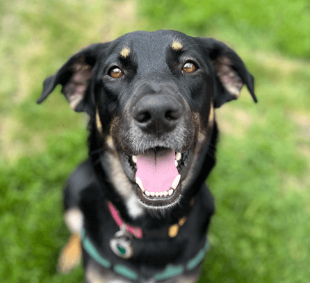 CHUCK - German Shepherd mixed available for adoption at AARCS in Calgary
