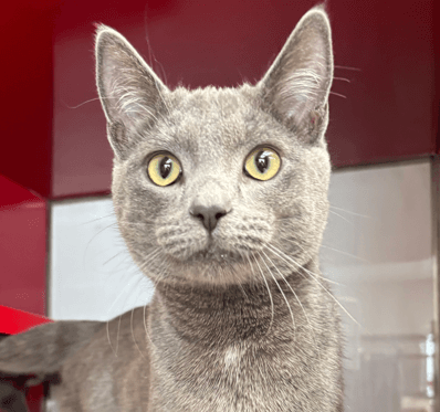 CISCO - Domestic Short Hair cat available for adoption at AARCS in Calgary