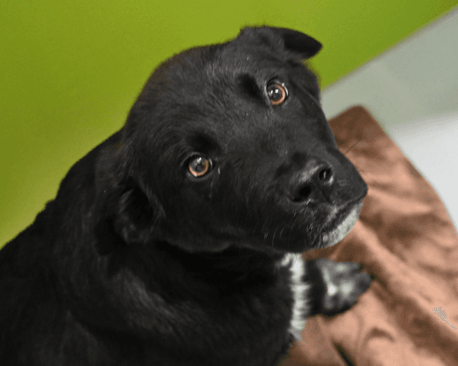CLOVER - Labrador Retriever mixed available for adoption at AARCS in Calgary