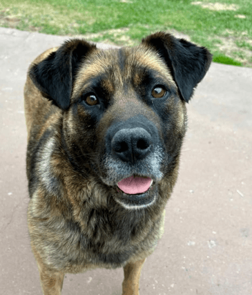 CORAL - Shepherd Mixed available for adoption at AARCS in Calgary