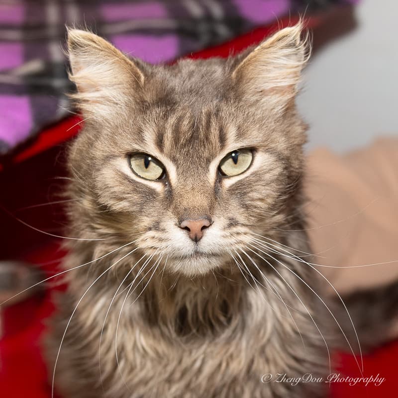 DABS - Domestic Medium Hair cat available for adoption at AARCS in Calgary