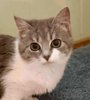 DAIQUIRI - Domestic Short Hair cat available for adoption at AARCS in Calgary