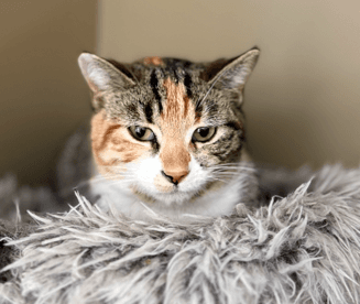 DARNARA - Domestic Short Hair cat available for adoption at AARCS in Calgary
