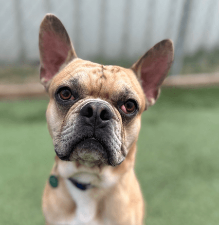 DAX - French Bulldog Mixed available for adoption at AARCS in Calgary