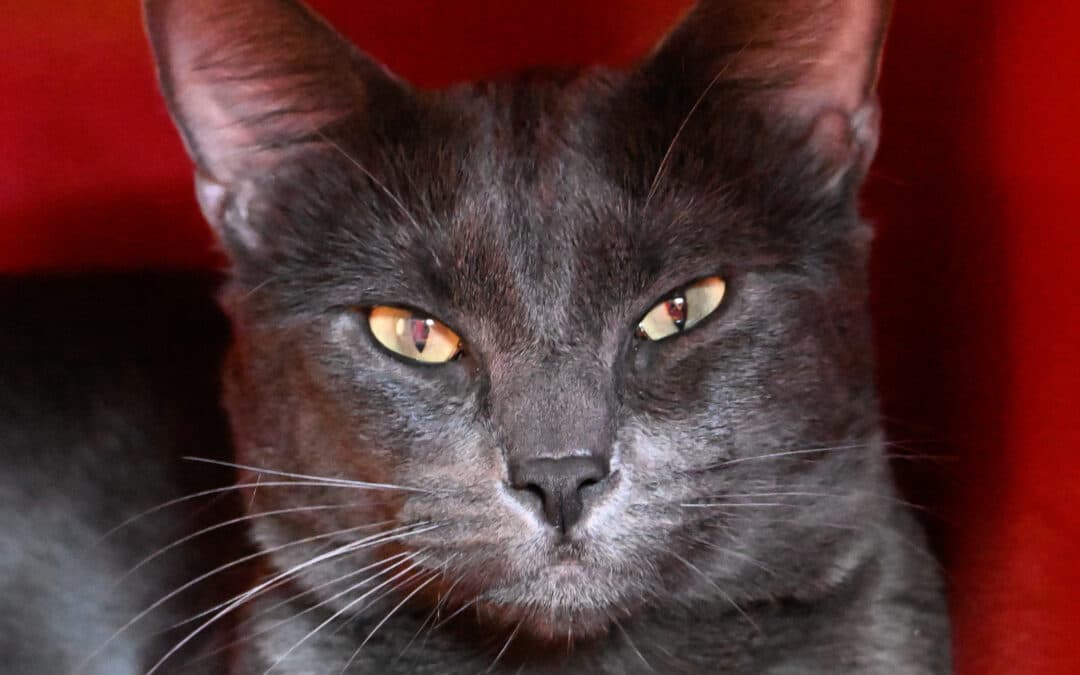 DECEMBER - Domestic Short Hair cat available for adoption at AARCS in Calgary