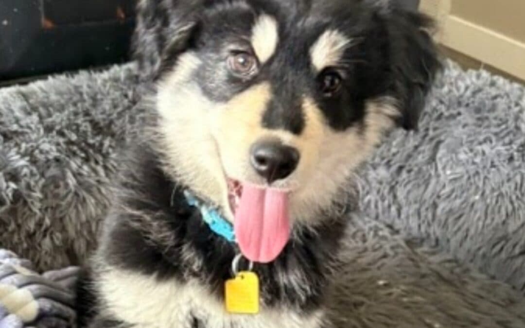 DIARMAID - Siberian Husky Mixed available for adoption in Calgary