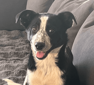 DUCATI - Welsh Corgi, Cardigan Mixed available for adoption in Alberta