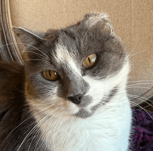 ELIZABETH - Domestic Short Hair cat available for adoption at AARCS in Calgary