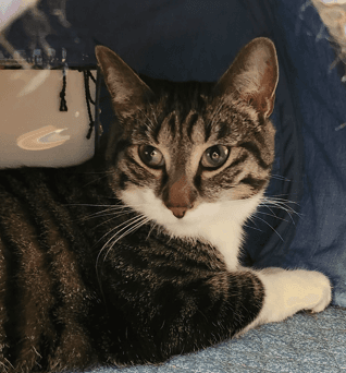 ELLA - Domestic Short Hair cat available for adoption at AARCS in Calgary