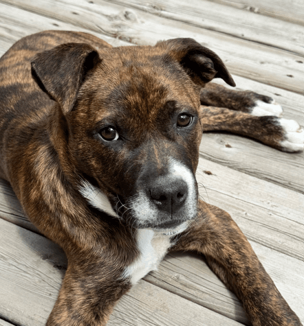 EMBER - Terrier, Pit Bull Mixed available for adoption at AARCS in Calgary