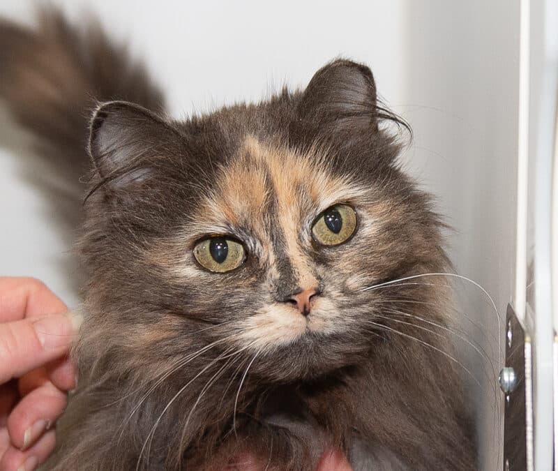 ESPRESSO - Domestic Long Hair cat available for adoption at AARCS in Calgary