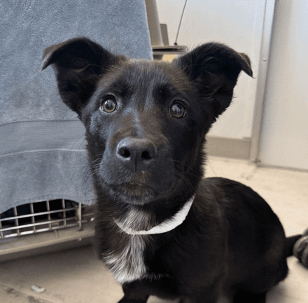 FAITH - Cardigan Welsh Corgi Mixed available for adoption at AARCS in Calgary