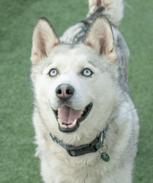 FERN - Siberian Husky Mixed available for adoption in Calgary