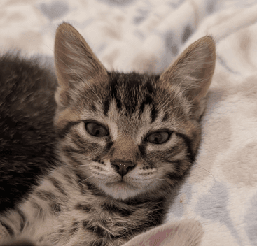 FERRARI - Domestic Short Hair cat available for adoption at AARCS in Calgary