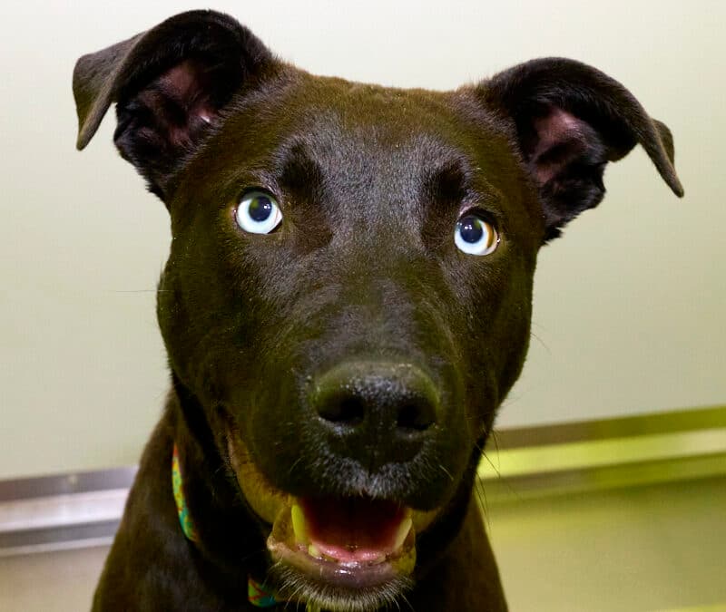 FRANKLIN - Pit Bull Terrier Mixed available for adoption at AARCS in Calgary
