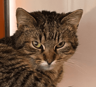 INDY - Domestic Short Hair cat available for adoption at AARCS in Calgary