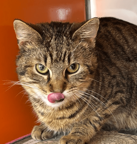 FRIJOLE - Domestic Short Hair cat available for adoption at AARCS in Calgary