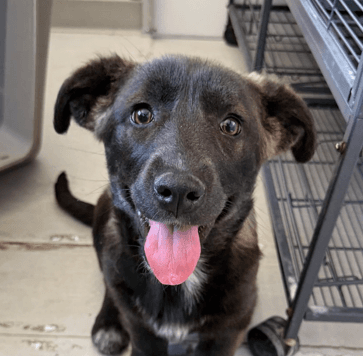 GEORGETTE - Cardigan Welsh Corgi Mixed available for adoption at AARCS in Calgary