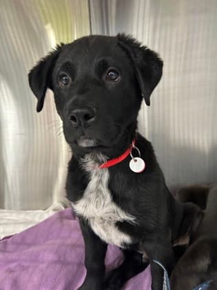 GEORGIE - Labrador Retriever mixed available for adoption at AARCS in Calgary