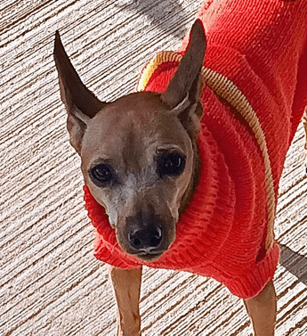 GLADYS - Miniature Pinscher Mix available for adoption at AARCS in Calgary