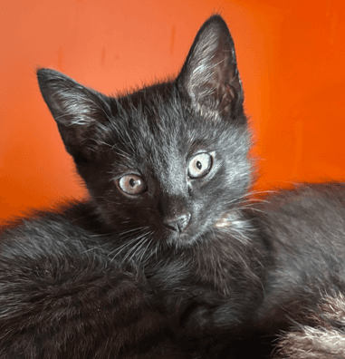 HABANERO - Domestic Medium Hair cat available for adoption at AARCS in Calgary