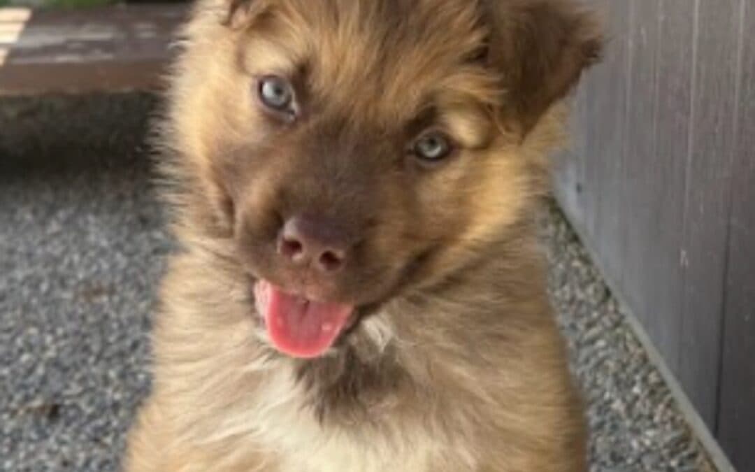 HARBOUR - Shepherd Mixed available for adoption at AARCS in Calgary