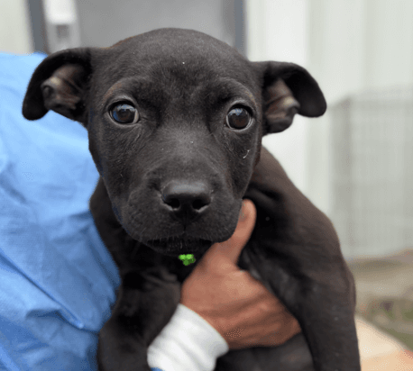 HARRIET - Terrier, Pit Bull Mixed available for adoption at AARCS in Calgary