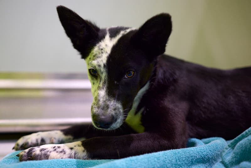 HATTIE - American Blue Heeler Mixed available for adoption at AARCS in Calgary