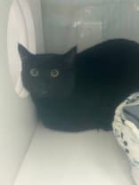 HERMAN - Domestic Short Hair cat available for adoption at AARCS in Calgary