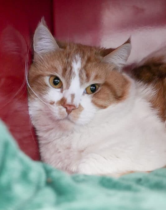 HERSHEY - Domestic Short Hair cat available for adoption at AARCS in Calgary