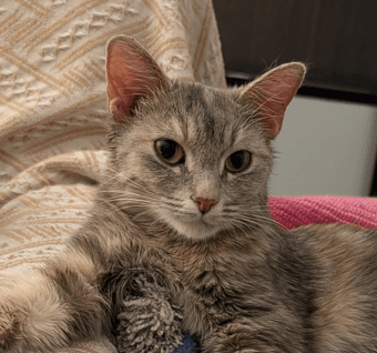 HESTER - Domestic Short Hair cat available for adoption at AARCS in Calgary