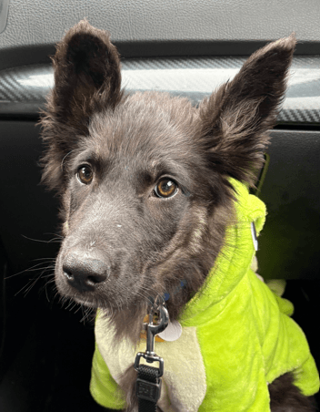 HOLDEN - Siberian Husky Mixed available for adoption at AARCS in Calgary