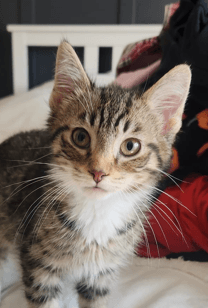 HOWL - Domestic Short Hair cat available for adoption at AARCS in Calgary