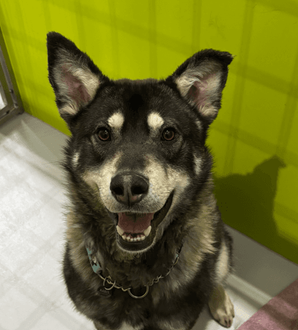 HUNTER - Siberian Husky Mixed available for adoption at AARCS in Calgary
