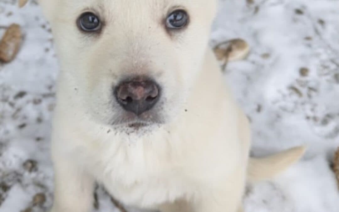 INGLEWOOD - Siberian Husky Mixed available for adoption at AARCS in Calgary
