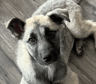 JARAH - Siberian Husky Mixed available for adoption at AARCS in Calgary