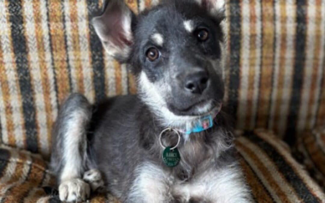 JELA - Siberian Husky Mixed available for adoption at AARCS in Calgary