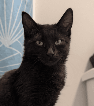JENGA - Domestic Short Hair cat available for adoption at AARCS in Calgary
