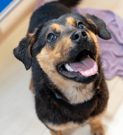 JESSA - Shepherd Mixed available for adoption at AARCS in Calgary