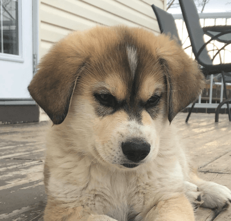 JOURNEY - Siberian Husky Mixed available for adoption at AARCS in Calgary