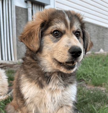 KELBY - Siberian Husky Mixed available for adoption at AARCS in Calgary