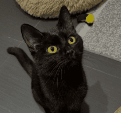 KELLY - Domestic Short Hair cat available for adoption at AARCS in Calgary