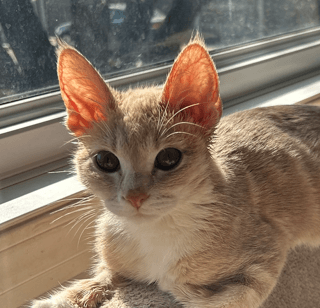 KENDRICK - Domestic Short Hair cat available for adoption at AARCS in Calgary