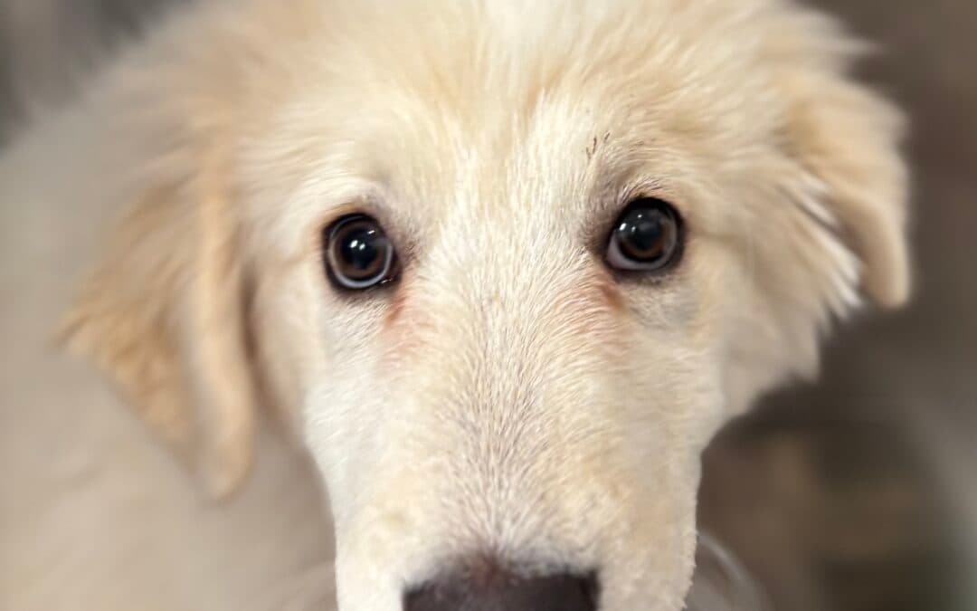 KITIMAT - Great Pyrenees Mixed available for adoption at AARCS in Calgary